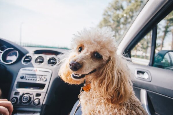 Sicher und entspannt unterwegs: Tipps für Autofahrten mit Hund und Katze - Autofahren mit Hund &amp; Katze: Tipps für sichere Fahrten | Myparts.car