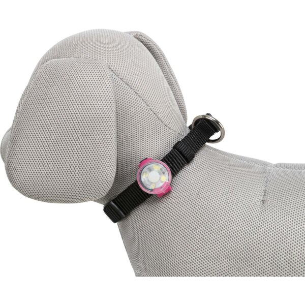USB Flasher für Hunde